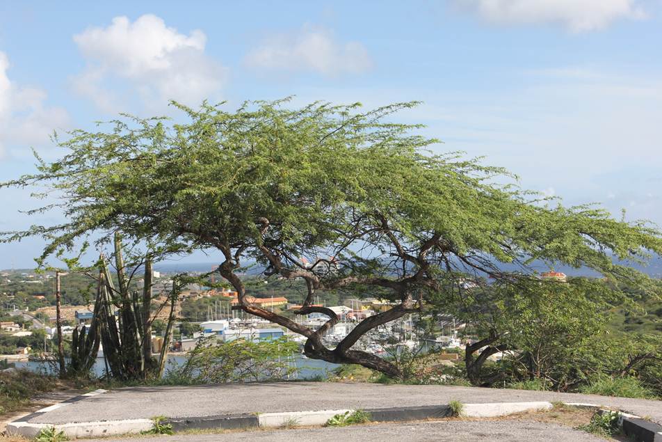 Description: F:\FOTO\BD_12\Curacao\Photo_3\DCIM\100CANON\IMG_4004.JPG