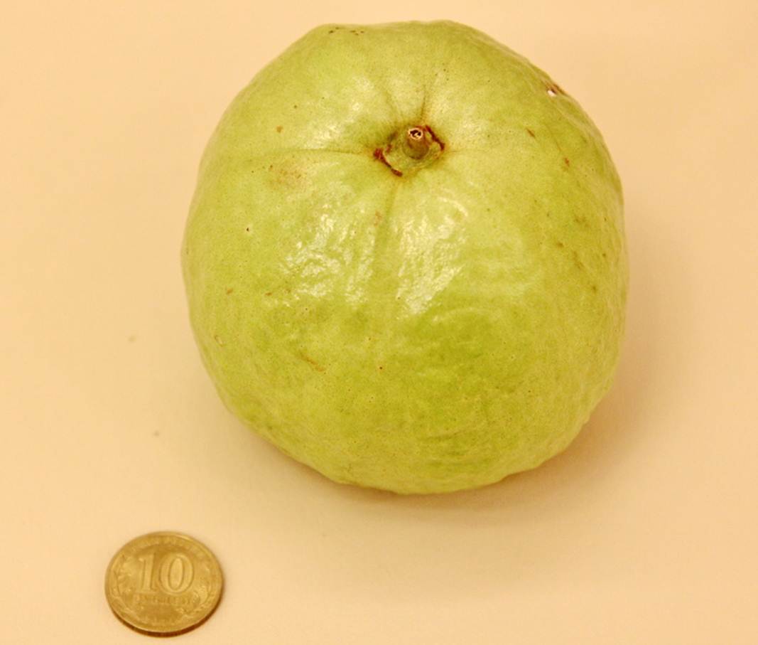 Description: Description: Description: Description: C:\Users\Alekseich\Desktop\1\Fruit\Select\IMG_7834.JPG