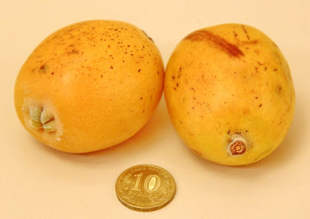 Description: Description: Description: Description: C:\Users\Alekseich\Desktop\1\Fruit\Select\IMG_7280.JPG