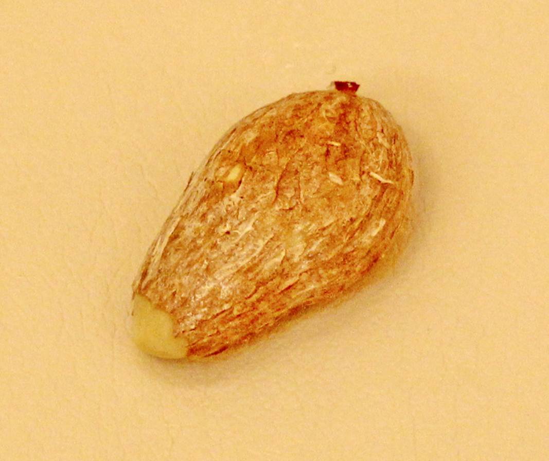 Description: Description: Description: Description: C:\Users\Alekseich\Desktop\1\Fruit\Select\IMG_7854.JPG