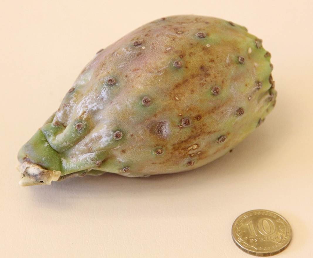 Description: Description: Description: Description: C:\Users\Alekseich\Desktop\1\Fruit\Select\IMG_7317.JPG