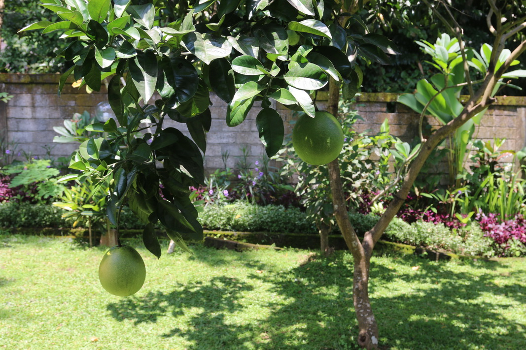 Description: Description: Description: Description: C:\Users\Alekseich\Desktop\1\Fruit\Select\IMG_7456.JPG
